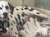 8 beautiful puppies