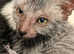 Adorable Lykoi Werewolf kittens