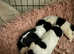 Jack russel puppies