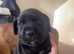 Last 3 left! 4 weeks old presas