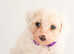 Beautiful Cute Puppy