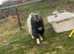 2 pygmy goats