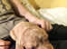 Springador Just born, 10 beautiful puppies, 3 females and 7 males,