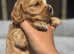 Health Tested Golden KC Show Cocker Puppy's