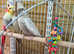 Breeding pair Cockatiels