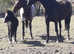 !friendliest foal needs a home! Open to offers