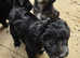 Fox Terrier x Labradoodle Puppies - Ready Now!