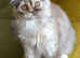 Scottish fold and straight ear kittens.