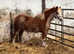 Chestnut roan mare