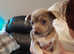 Chihuahua cross puppy