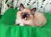 GCCF Reg. Big Blue Eyes FLUFFY Ragdoll Kittens