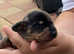 Beautiful litter of miniature dachshund
