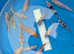 Young Koi Carp for sale cheap pond fish