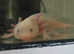 Babies axolotls for sale