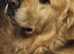 Kennel cub registered Golden retriever puppies