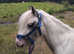 12.2 gypsy cob child's pony
