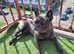10 month old blue french bulldog