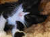 Beautiful boy Kitten