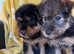 Wawauzer puppies Beautiful