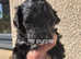 Portuguese water dog puppies