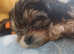 Toy Morkie Last Girl available!!! Ready Now