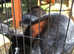 Rabbits for sale