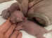 Sphynx elf kittens