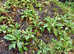 FREE PLANTS Native Foxgloves & Flag Iris