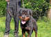 Exceptional Male Rottweiler
