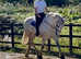 16.3hh 13yo gentleman ID gelding