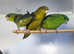 Baby Green Linolated Parakeets,16