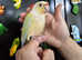 Beautiful tame Baby Conure