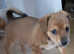 Jack Russell cross Chihuahua