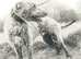 Lurcher pups