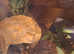Hog island boa constrictor