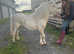 Lemon & white mini Shetland Colt