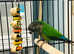 Beautiful baby green check conure Talking parrot