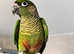Stunning baby conure parrot