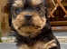 Yorkshire Terrier Pups, Vet checked, microchipped and insurance