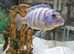 Placidochromis phenochilus Star Sapphire Cichlid" -