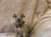 Fawn, Blue Fawn & Blue KC Registered