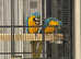 Bonded Pair of Blue & Gold Macaws