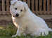 Long Coat Pups - Health tested parents