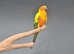 Sun conures,18