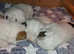 KC Parson Russell Terrier - STUD