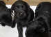 Black Labrador Puppies