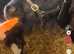 Mini cob colt