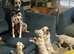 Dalmatian Puppies ready for their forever homes