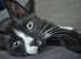 Male kitten looking for a family