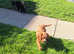 Ruby red male Cavalier King Charles
